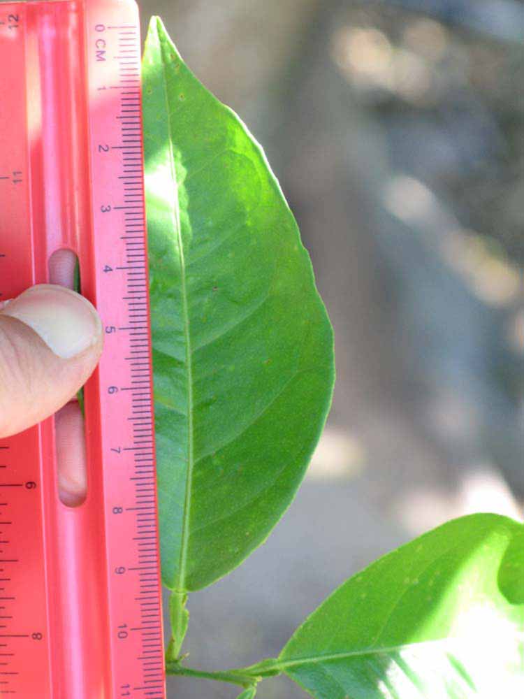                    Unifoliolate leaf (Winter   Haven, FL)       
